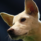 Illustration for article titled Last Call: It’s Friday so here are some dog Instagrams